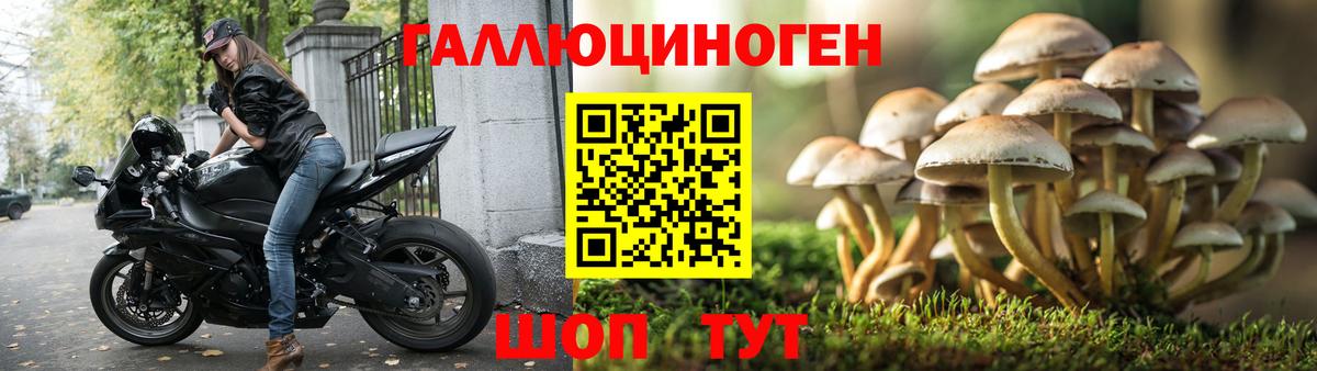 Псилоцибиновые грибы Psilocybe Ялуторовск